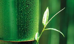 娱乐吃瓜酱竹子,娱乐吃瓜酱的幕后故事