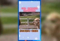 娱乐吃瓜小羊