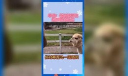 娱乐吃瓜小羊